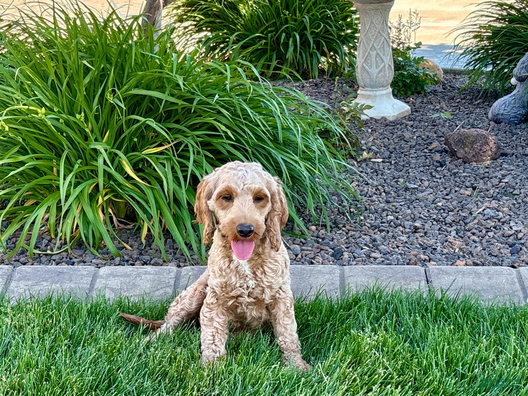 Cockapoo dogs for sale: Lillie Red  - Ad 7