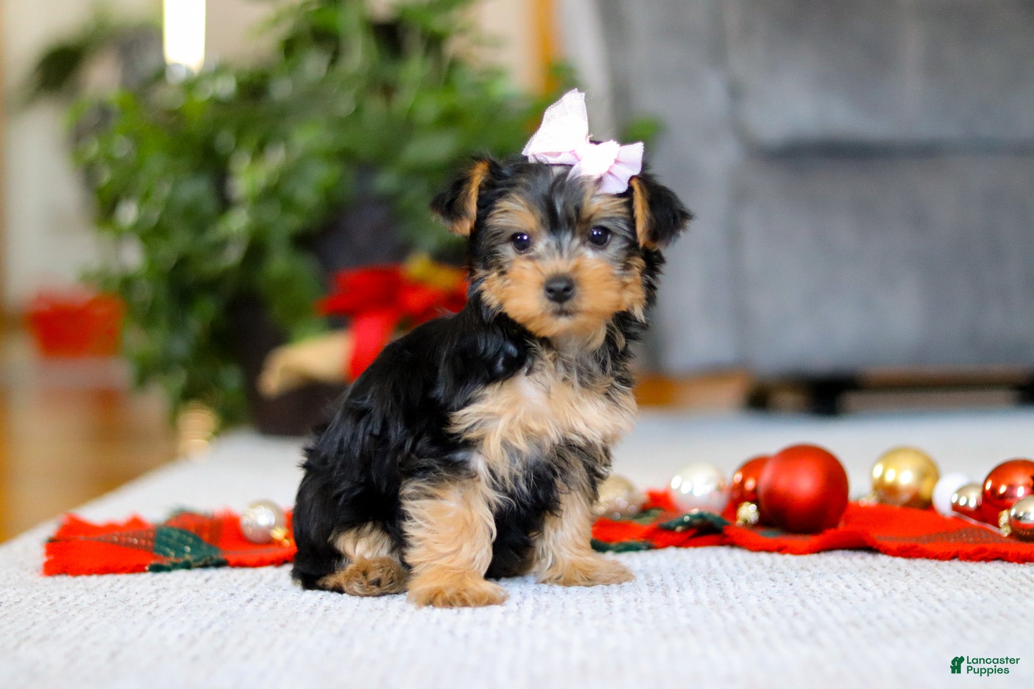 Yorkiepoo dogs Annetta - Ad 3