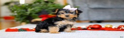 Yorkiepoo dogs for sale: Annetta - Ad 1