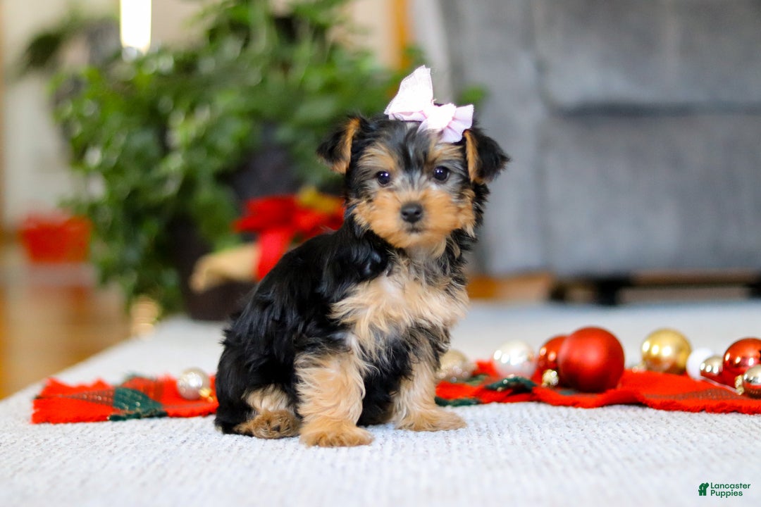 Yorkiepoo dogs for sale: Annetta - Ad 1