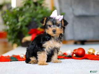 Yorkiepoo dogs Annetta - Ad 11