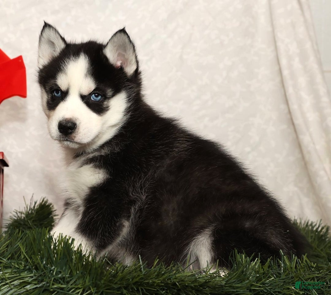 Siberian Husky dogs for sale: Rufus - Ad 4