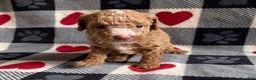 Toy Poodle dogs for sale: Star - Ad 3
