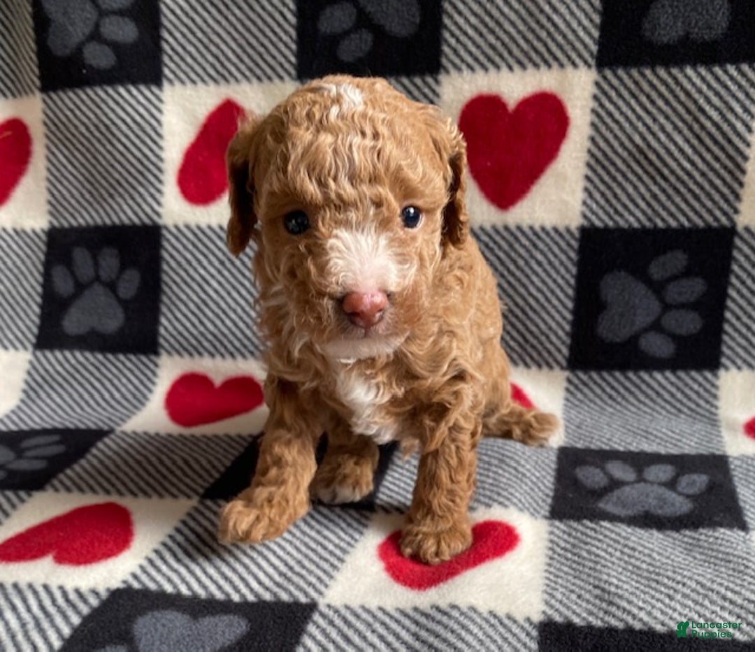 Toy Poodle dogs for sale: Star - Ad 3
