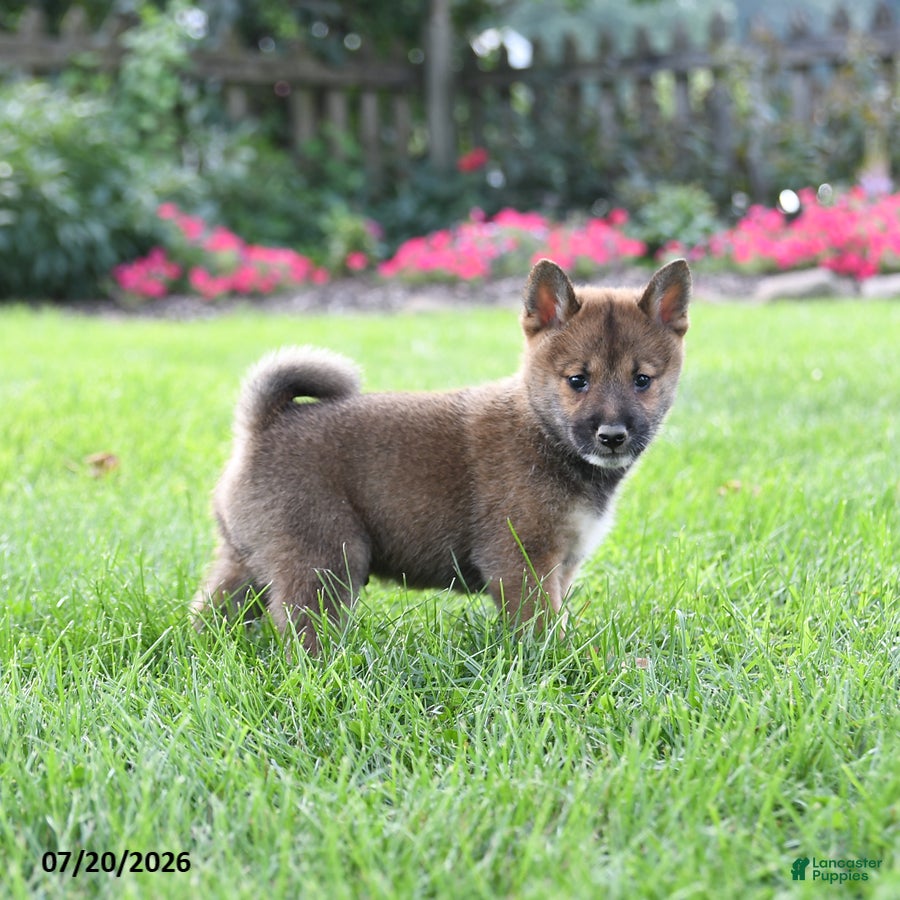 Shiba Inu dogs Conner - Ad 2