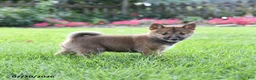Shiba Inu dogs for sale: Conner - Ad 2