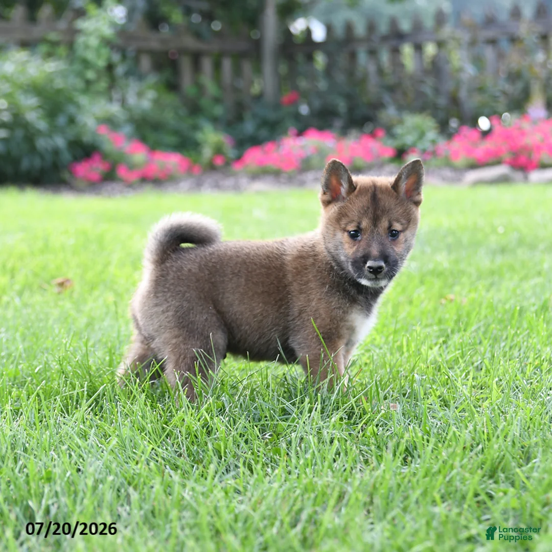 Shiba Inu dogs for sale: Conner - Ad 2