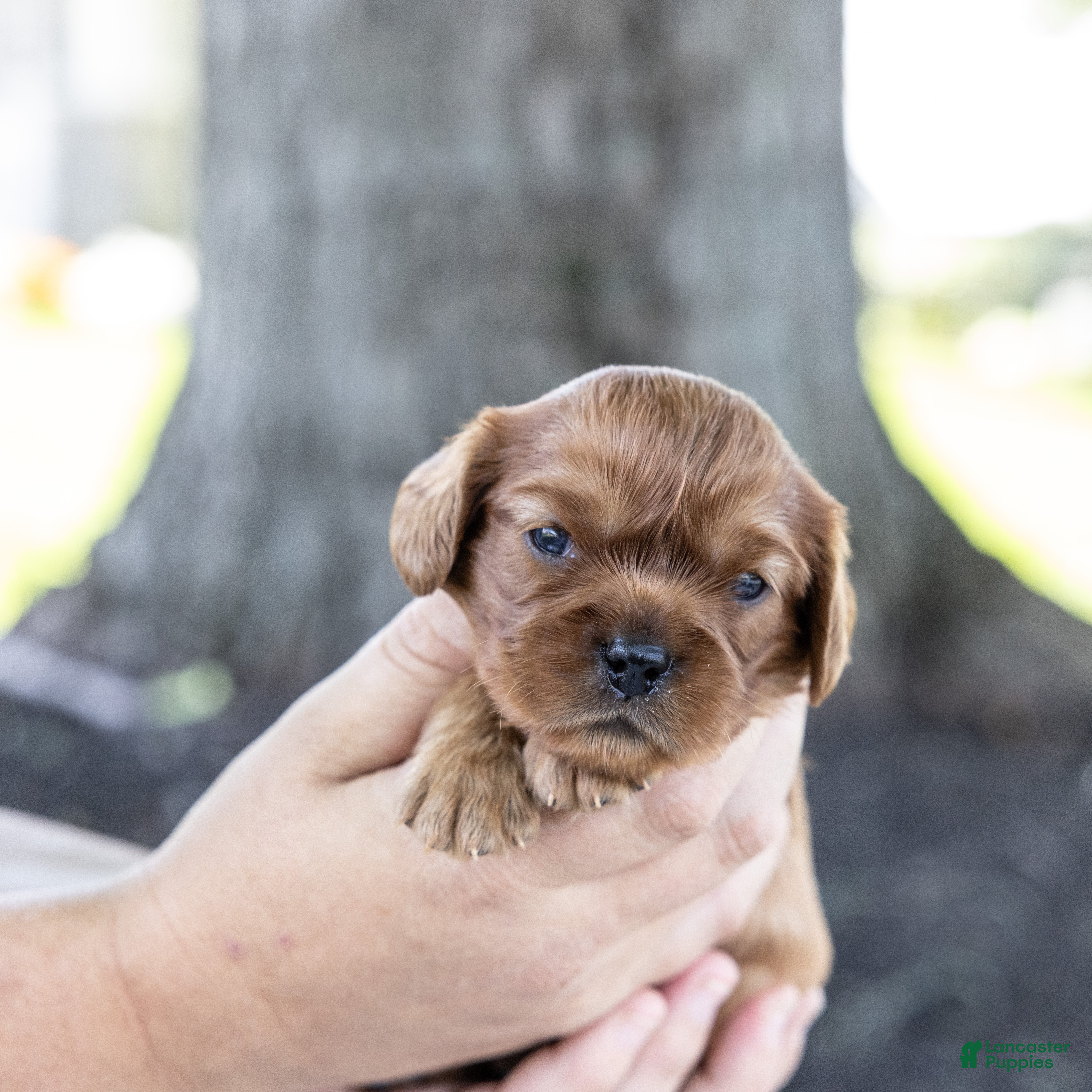 Cavalier King Charles Spaniel dogs Chai - Ad 1