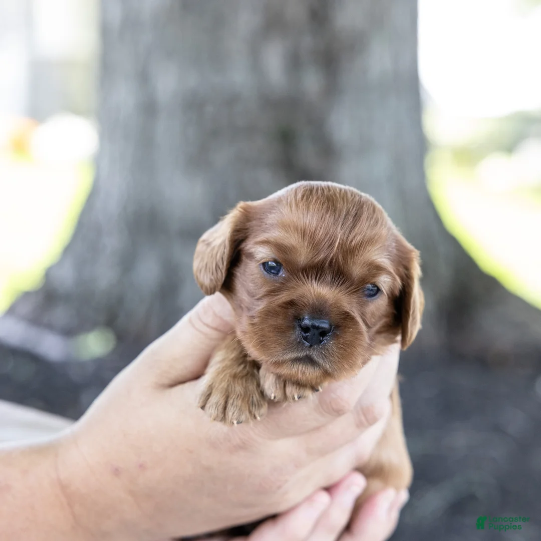 Cavalier King Charles Spaniel dogs for sale: Chai - Ad 1