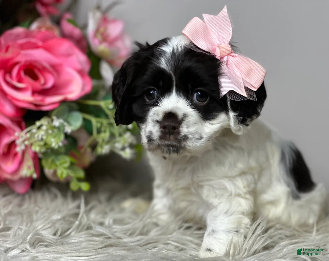 Cocker Spaniel dogs for sale: Rosie  - Ad 3