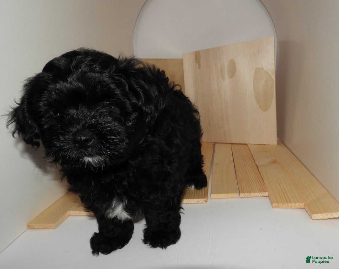 Mixed Breed dogs for sale: Mixed Breed Puppy 3 - Ad 5