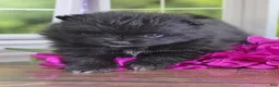 Pomeranian dogs for sale: Fudge - Adventerous Love Bug! - Black Boy - Ad 1