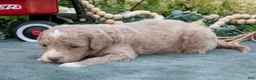 Mini Goldendoodle dogs for sale: Bono - Ad 3
