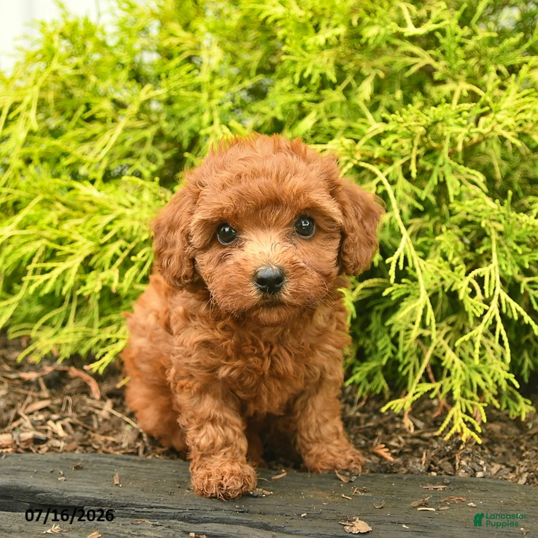 Toy Poodle dogs for sale: Abby - Ad 3