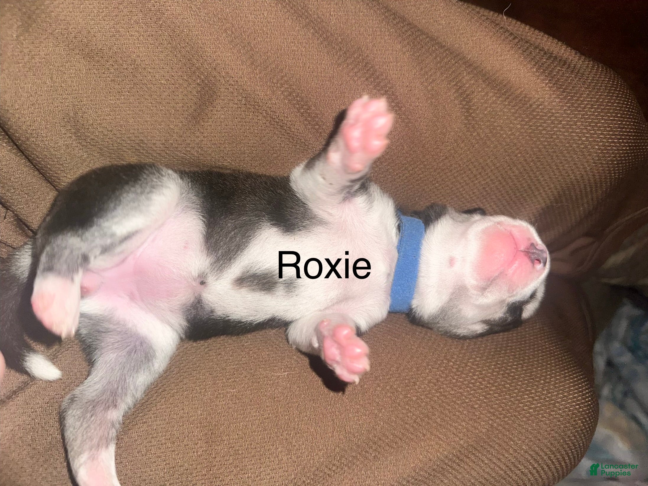 Siberian Husky dogs Roxie Mae - Ad 2