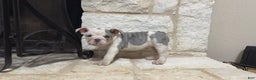 English Bulldog dogs for sale: Sweetie Pie - Ad 2