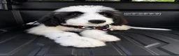 Mixed Breed dogs for sale: Mixed Breed 1 - Ad 4