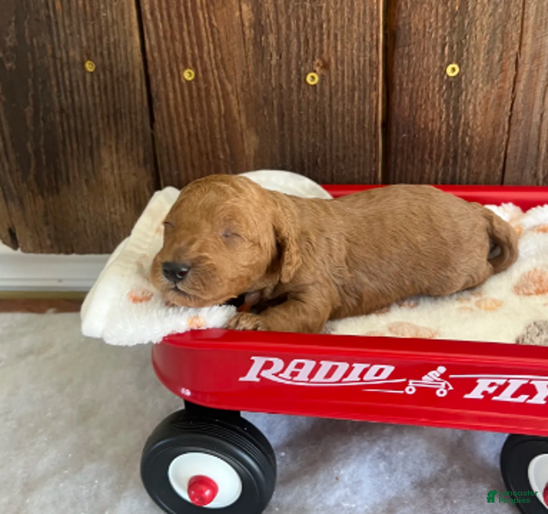 Mini Goldendoodle dogs for sale: Marmalade - Ad 1