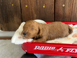 Mini Goldendoodle dogs Marmalade - Ad 4