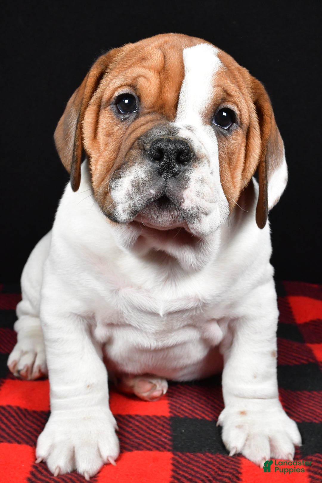 Beabull dogs for sale: Jordan - Ad 2