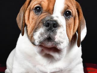 Beabull dogs Jordan - Ad 5