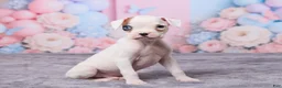 Boxer dogs for sale: Ryder - Ad 3