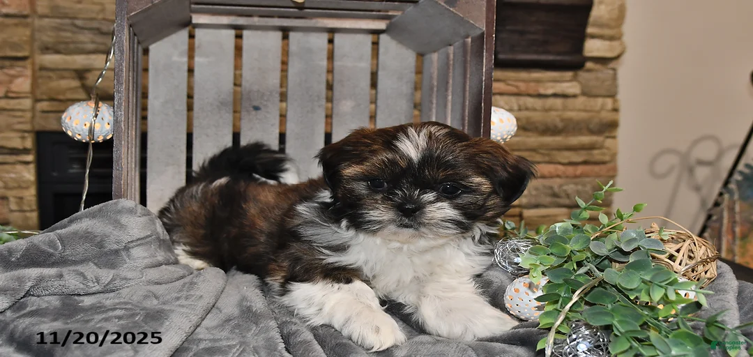 Gallery Image {{count}}