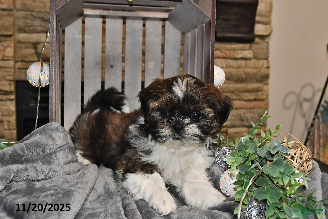 Gallery Image {{count}}