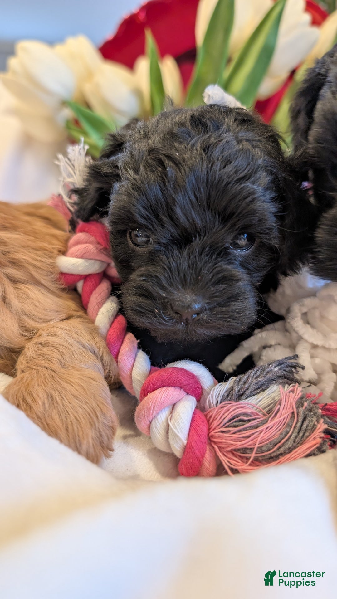 Cavapoo dogs for sale: Bella V. - Ad 4