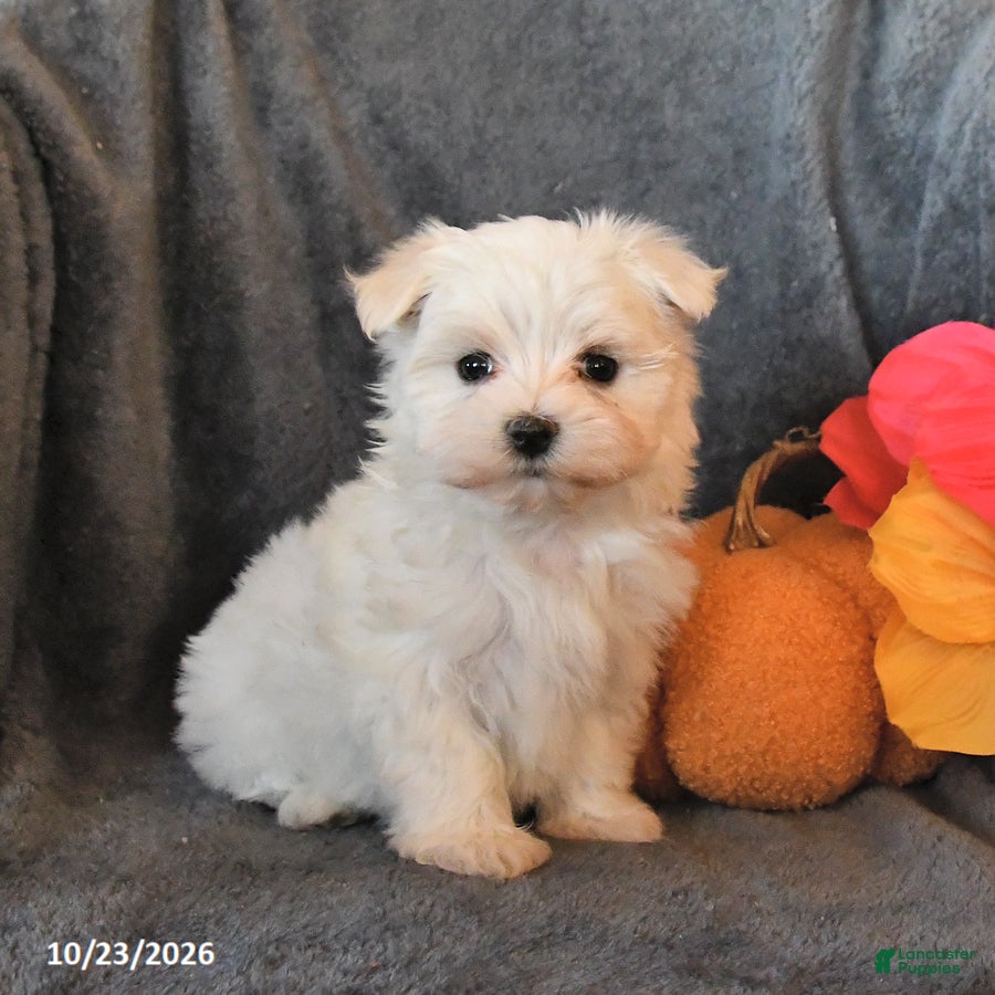 Maltese dogs for sale: Frosty - Ad 2