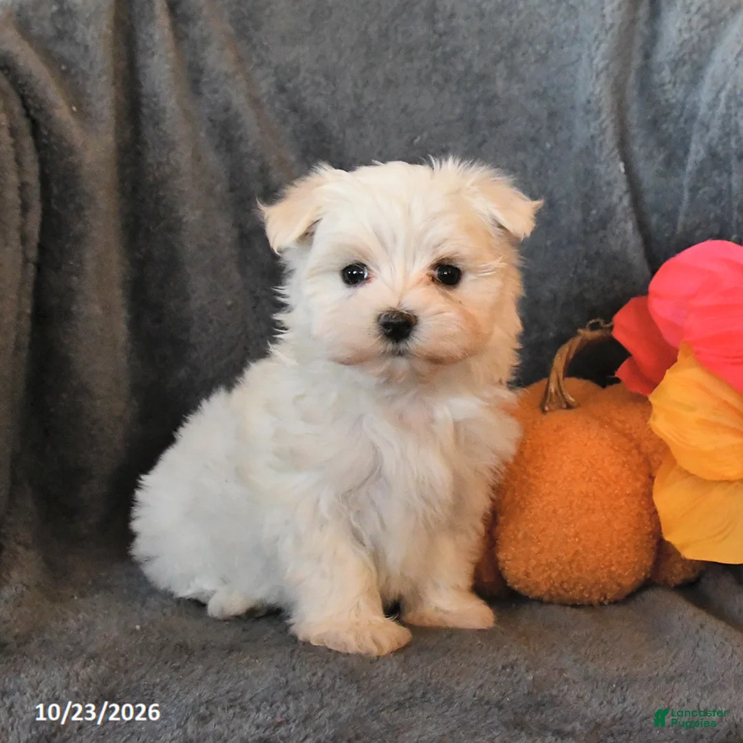 Maltese dogs for sale: Frosty - Ad 1