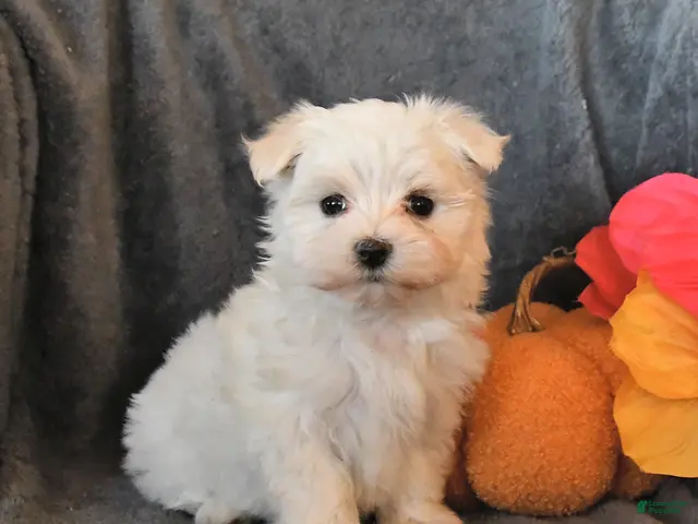 Maltese dogs for sale: Frosty - Ad 1