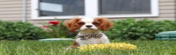 Cavalier King Charles Spaniel dogs for sale: Oliver - Ad 7