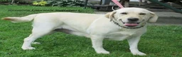 Labrador Retriever dogs for sale: Ashley - Ad 4