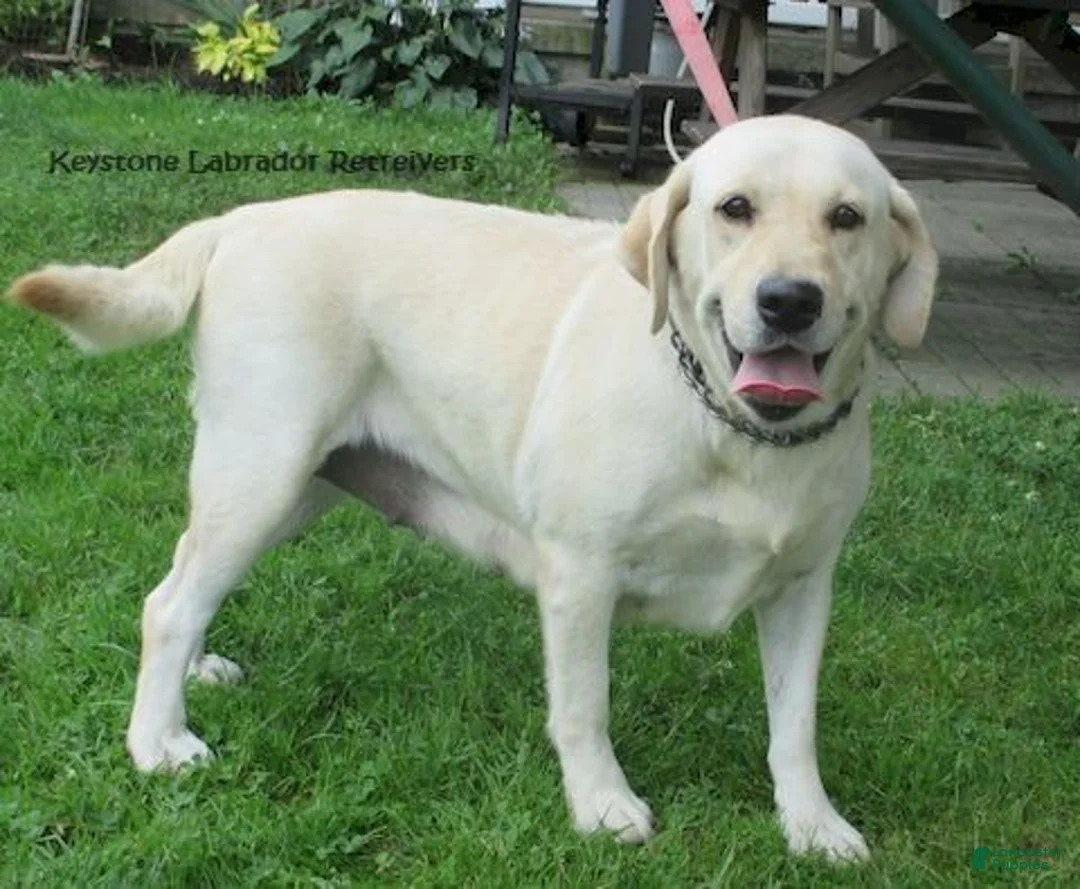 Labrador Retriever dogs for sale: Ashley - Ad 4