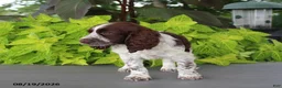 English Springer Spaniel dogs for sale: Misty - Ad 3