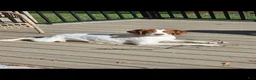 Brittany Spaniel dogs for sale: Brittany Spaniel 9 - Ad 2
