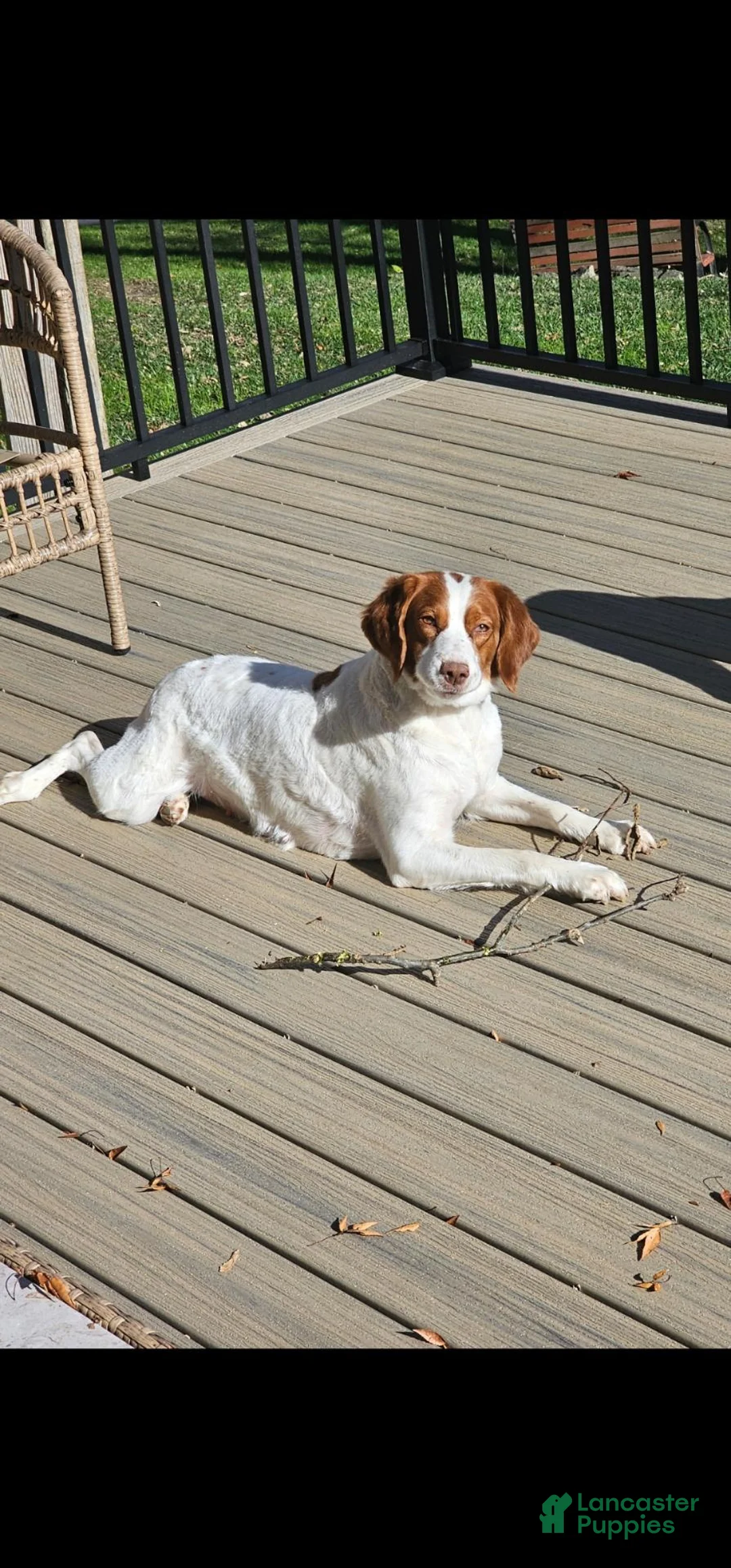 Brittany Spaniel dogs for sale: Brittany Spaniel 9 - Ad 2