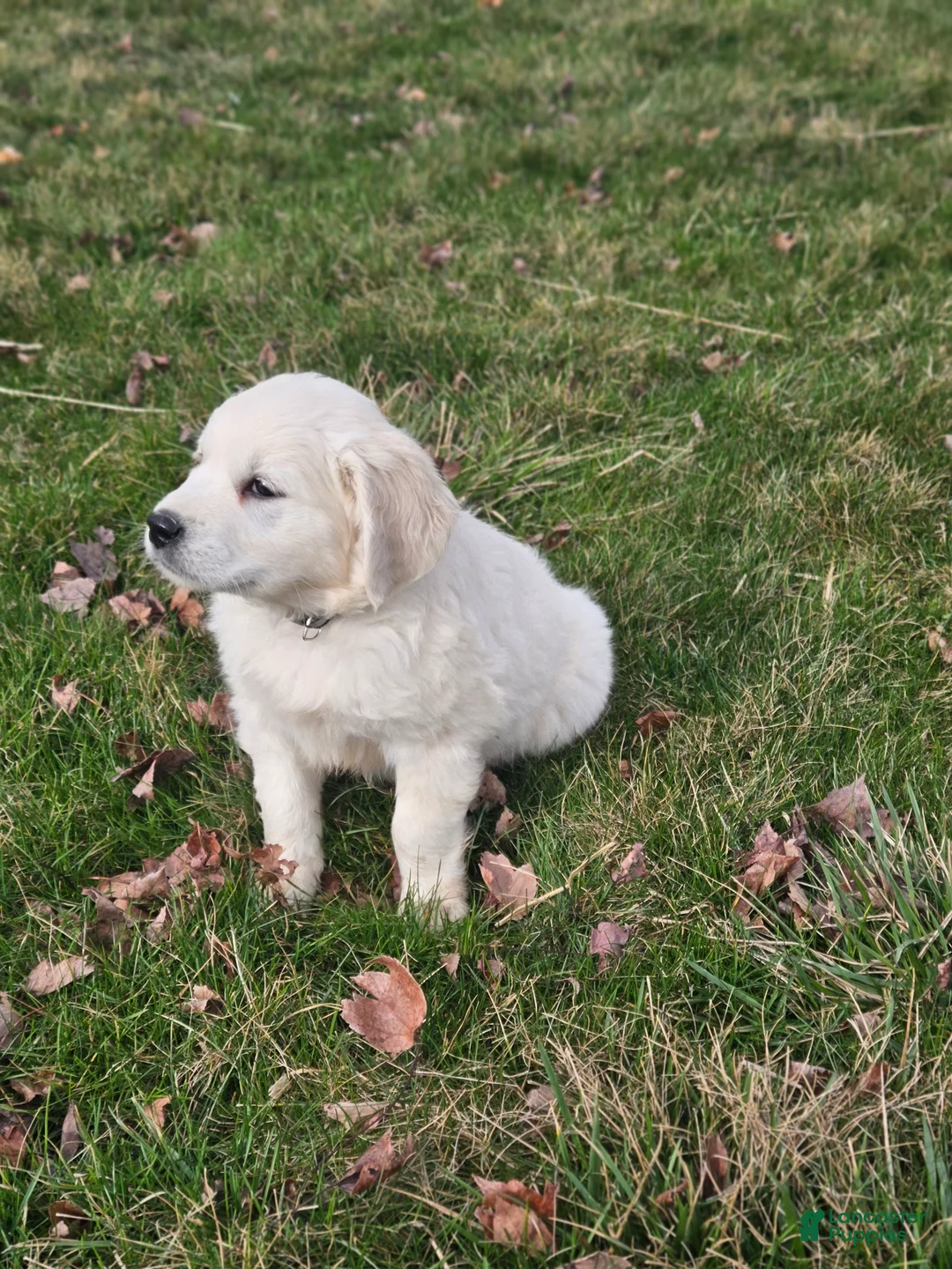 Golden Retriever dogs for sale: Reba - Ad 2