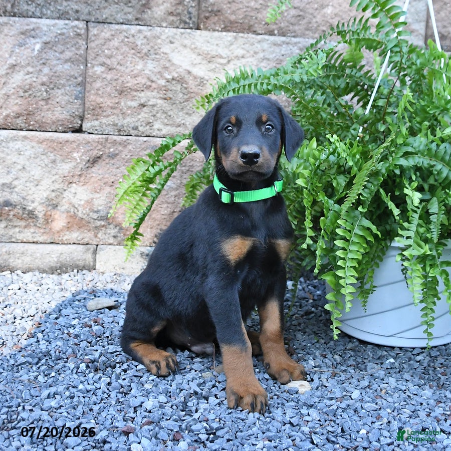 Doberman Pinscher dogs Pretzel - Ad 1