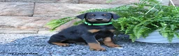 Doberman Pinscher dogs for sale: Pretzel - Ad 1