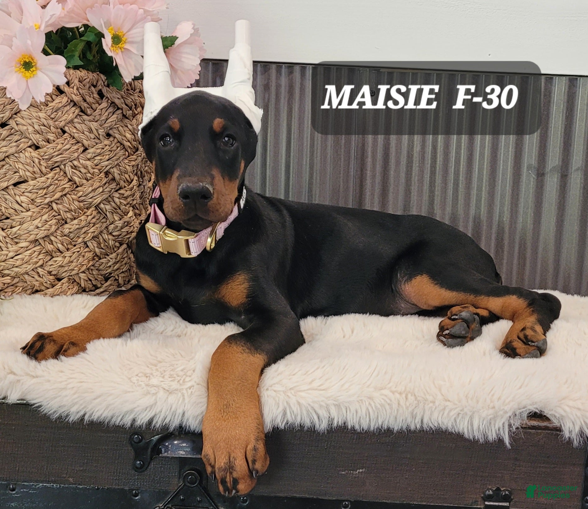 Doberman Pinscher dogs MAISIE  - Ad 28
