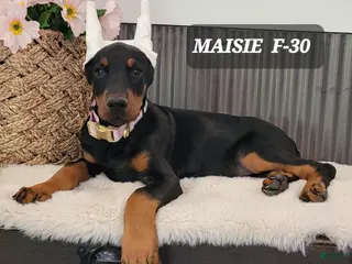 Doberman Pinscher dogs MAISIE - Ad 28