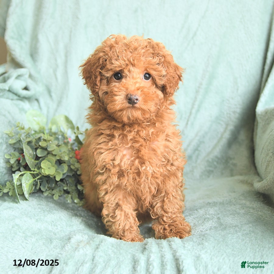 Toy Poodle dogs Rose  - Ad 13