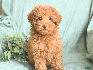 Toy Poodle dogs Rose - Ad 41