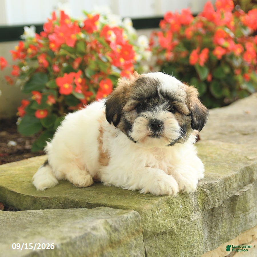 Teddy Bear dogs Jace - Ad 2