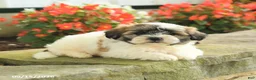 Teddy Bear dogs for sale: Jace - Ad 2