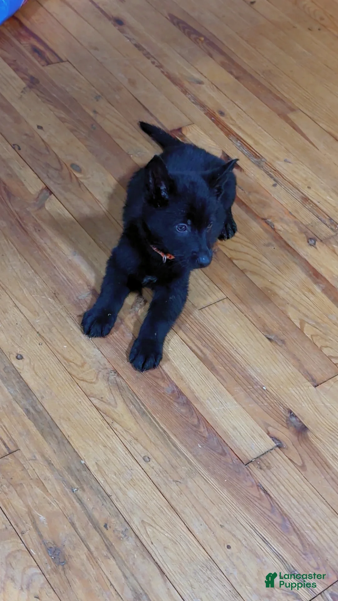 German Shepherd dogs for sale: Rex - Ad 3