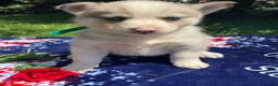 Pomsky dogs for sale: Mack - Ad 4