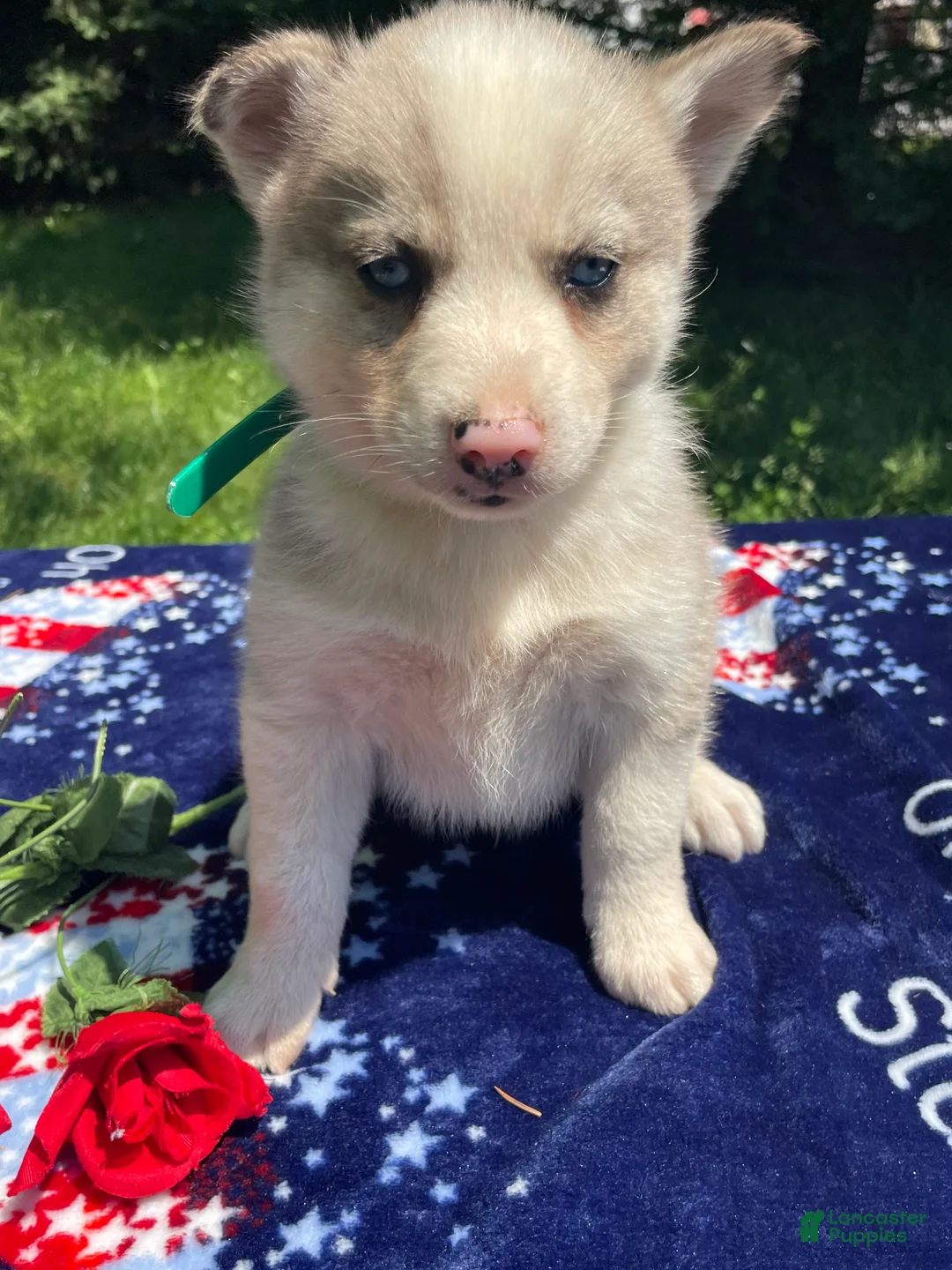 Pomsky dogs for sale: Mack - Ad 4